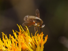 Anastoechus barbatus