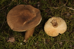 Plinthogalus