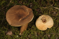Plinthogalus