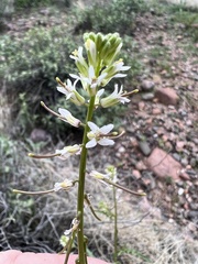 Caulanthus lasiophyllus