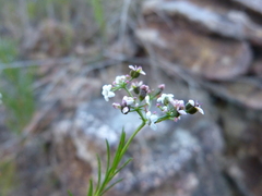 Platysace linearifolia