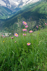 Tanacetum coccineum