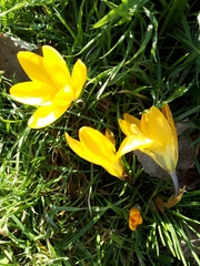 Crocus chrysanthus