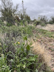 Caulanthus lasiophyllus