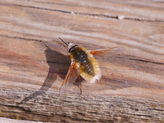 Anastoechus barbatus