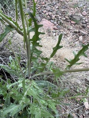 Caulanthus lasiophyllus