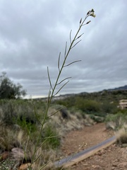 Caulanthus lasiophyllus