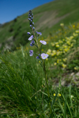 Veronica gentianoides