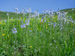 Veronica gentianoides