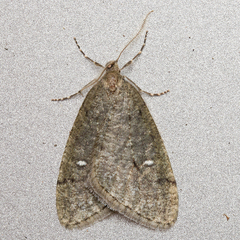 Paleacrita merriccata