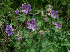 Geranium renardii