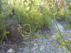 Stylidium productum