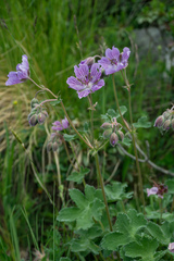 Geranium renardii