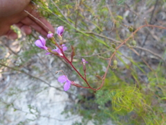 Stylidium productum