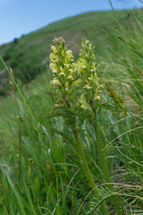 Pedicularis sibthorpii