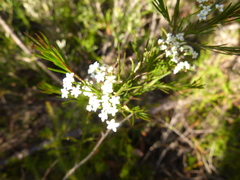 Platysace linearifolia
