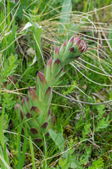 Sempervivum