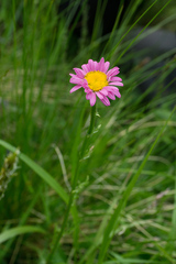Tanacetum coccineum