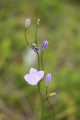 Campanula rotundifolia