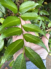 Cyrtomium