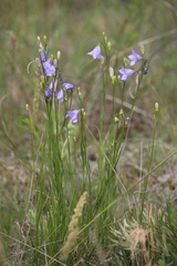 Campanula rotundifolia