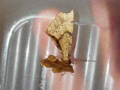 Artiora evonymaria