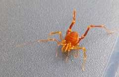 Pachyloides thorellii