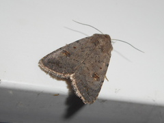 Caradrina kadenii