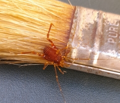 Pachyloides thorellii