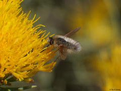 Anastoechus barbatus