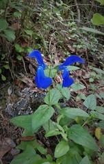 Salvia patens