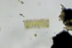Fragilaria