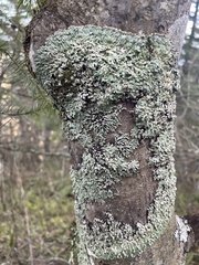 Menegazzia subsimilis