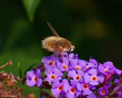 Anastoechus barbatus