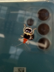 Gynandrobrotica caviceps