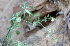 Lepidium montanum
