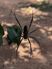 Trichonephila fenestrata