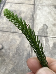 Araucaria heterophylla