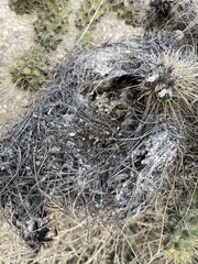 Campylorhynchus brunneicapillus