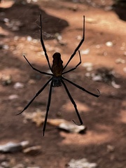 Trichonephila fenestrata