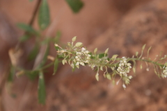 Lepidium montanum