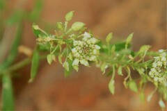 Lepidium montanum