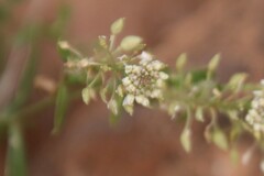 Lepidium montanum