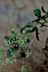Lepidium montanum