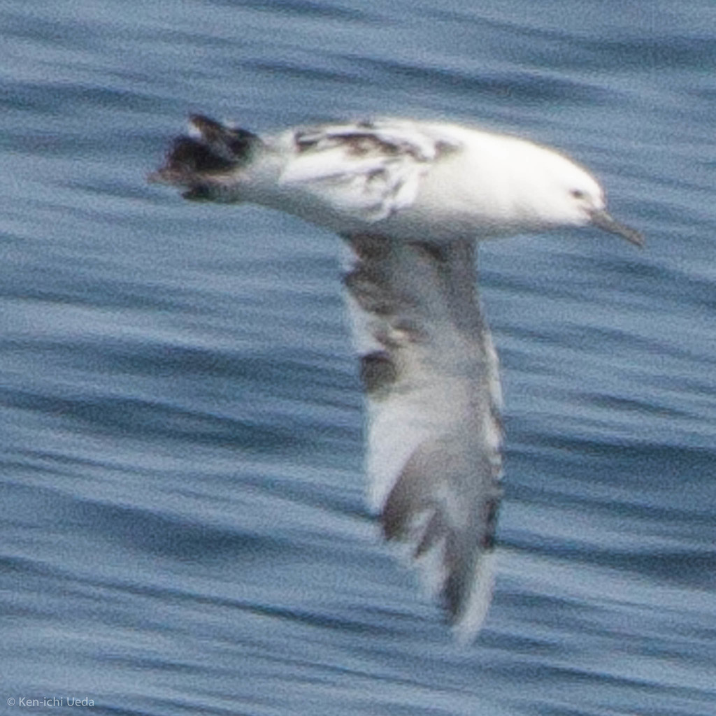 Black-vented Shearwater