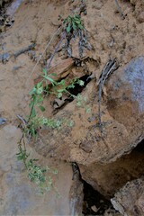 Lepidium montanum