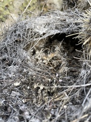 Campylorhynchus brunneicapillus