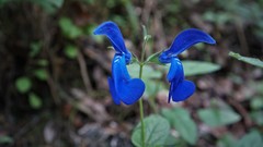 Salvia patens