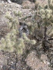 Campylorhynchus brunneicapillus