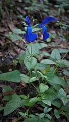 Salvia patens